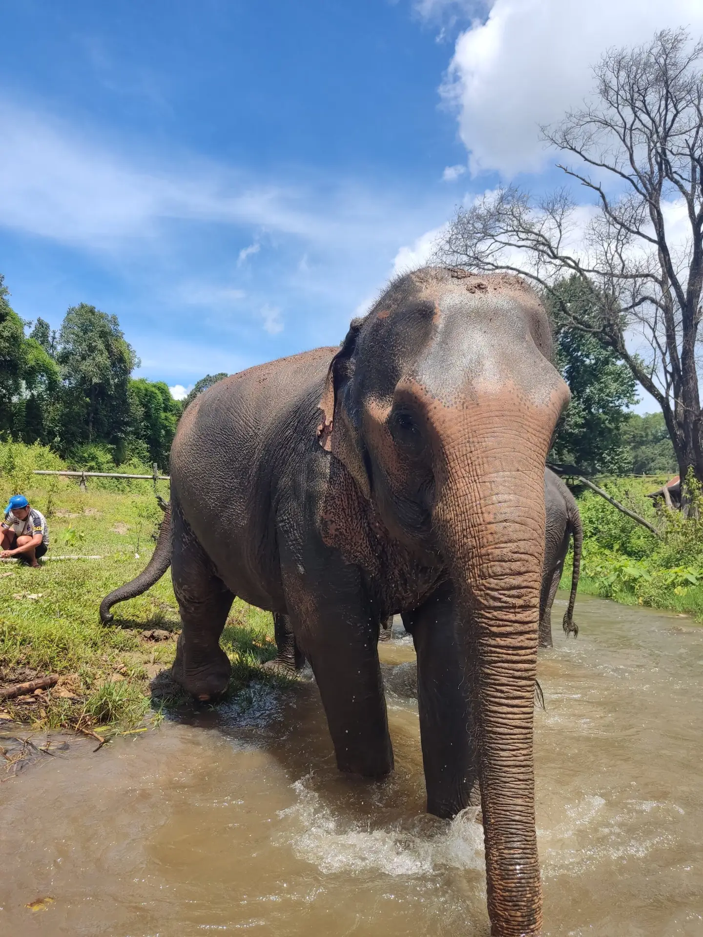 Chang Mai: olifaten